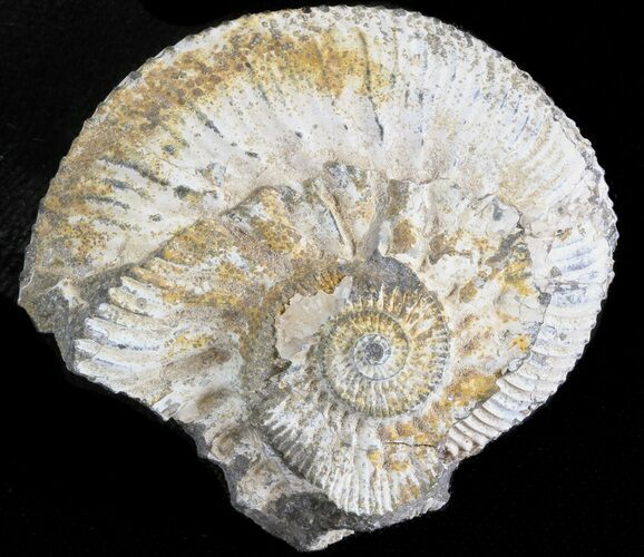 Wide Kosmoceras Ammonite - England #42634